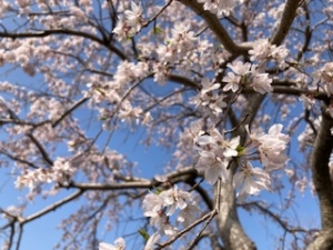 桜 3.jpg